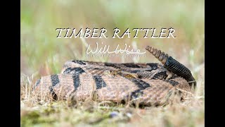 Timber Rattlesnake Strike [upl. by Enahs]