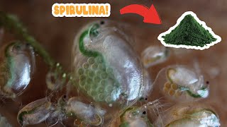 how to stop your daphnia culture from crashing [upl. by Blackburn436]