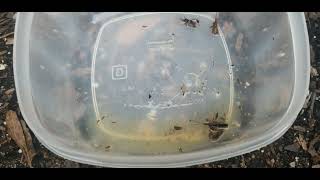 How to Identify and Get Rid of Leaffooted Bug TwigWilter Coreidae [upl. by Hanahsuar]