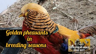 Golden pheasant in breeding season Exotic poultry world Kochi Kerala 98468 19977 [upl. by Fifi55]