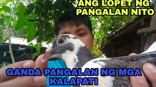 ANG GANDA NG PANGALAN NG KALAPATI NATIN😄 [upl. by Ocirema195]