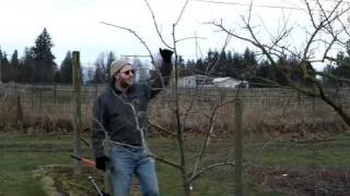 Developing Form in Plum Trees [upl. by Anecuza596]