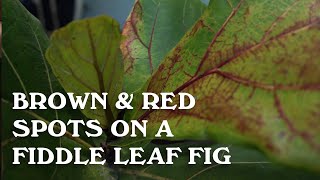 Brown and red spots on a Fiddle Leaf Fig [upl. by Noel]