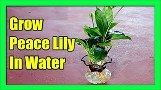 How To Grow Peace Lily In Water Only Peace Lily Propagation In Water [upl. by Naedan]