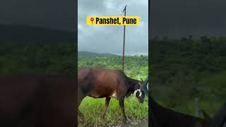 Panshet Lake Perfect Picnic spot in Pune travel nature trending short youtubeshorts love 555 [upl. by Atrebla]