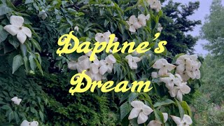 Daphne’s Dream 2024 [upl. by Paapanen]