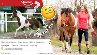 Het bezichtigen van een paard hoe werkt dat  felinehoi PAARD KOPEN 3 [upl. by Wasson]