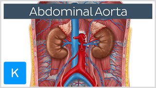 Abdominal Aorta  Branches and Anatomy  Human Anatomy  Kenhub [upl. by Cirdla]