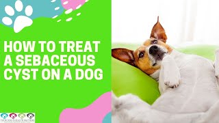 HOW TO TREAT A SEBACEOUS CYST ON A DOG [upl. by Annavaj]