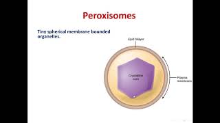 5 peroxisomes [upl. by Cis]