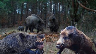 How American Farmers Deal with Giant Wild Boars Attacking and Destroying Homes  Hunting [upl. by Aurie634]