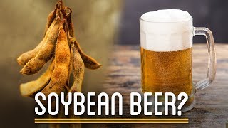 Can You Brew Soy Beans into Beer [upl. by Sherlock679]