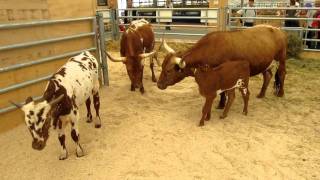 Texas longhorn cows in Bern [upl. by Iv]