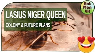 Lasius Niger Queen Ant Colony and Future Plans 😍❤️ [upl. by Silsby]