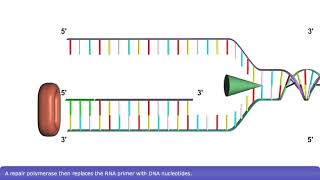 6 Steps of DNA Replication [upl. by Thunell]