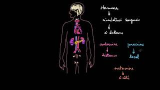 Introduction au système endocrinien [upl. by Horatia]