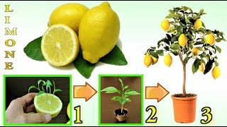 LIMONE TRUCCO INFALLIBILE per far nascere GRATIS un limone in 7 giorni how to grow fig tree limon [upl. by Amadis343]