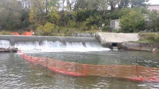 Salmon Migration trappped in Bowmanville Creek [upl. by Katharine]