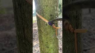 Working rubber tree🤠 rubberfarming satisfying rubberwood rubbertapping rubber rubbertree [upl. by Enitsirc799]