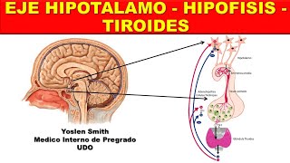 EJE HIPOTALAMOHIPOFISISTIROIDES ¡FÁCIL Y SENCILLO [upl. by Seften]