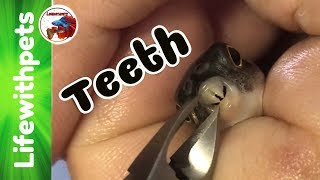 How to Trim Puffer Fish Teeth [upl. by Aguste]