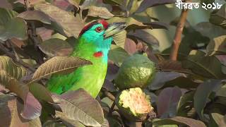 Bluethroated Barbet  Common birds of India  Psilopogon Asiaticus [upl. by Paza528]