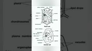 Plant Cell And Animal Cells Diagram [upl. by Bucher]