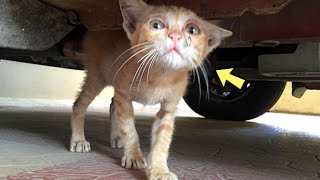 An Emaciated Stray Cat Tried His Best To Get Food From PassersbyBut No One Paid Attention To Him [upl. by Heath]