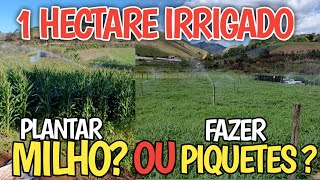 1 hectare irrigado dá mais lucro plantar milho ou fazer piquetes rotacionado [upl. by Akram]