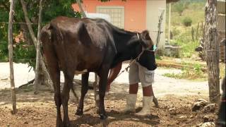 GLOBO RURAL 09102016 BIOGÁS  Pequenos agricultores do Nordeste produzem gás para sua cozinha [upl. by Schroeder]