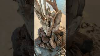 How to Aquascape Bonsai Trees shorts [upl. by Dyan199]