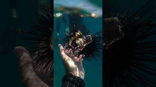 Catching and Eating Venomous Sea Urchin Uni [upl. by Cohen]