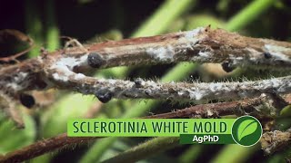 Sclerotinia White Mold 1005 Air Date 7917 [upl. by Avehs512]