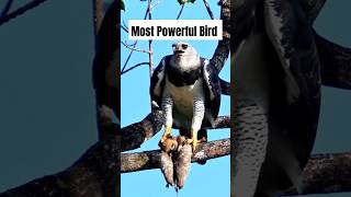 Meet the Harpy Eagle Protector of the Forest animals wildlife shorts [upl. by Allyce]