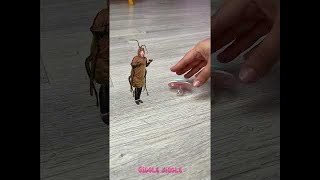 🍀 Who Will Eat The Porridge First The Cockroach Or Me 👧vs🪳 [upl. by Lednik]