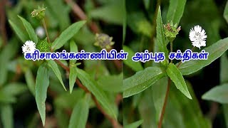 கரிசலாங்கண்ணி பயன்கள்  Eclipta prostrata Benefits In tamil Siththarkal Ulagam [upl. by Renell]