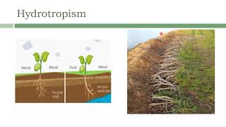 Hydrotropism Thigmotropism amp Traumotropism [upl. by Sherman]