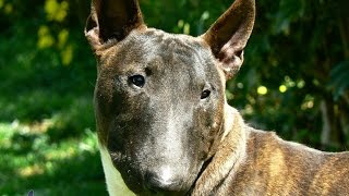 Miniature Bull Terrier [upl. by Ahlgren]