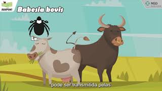 Minuto EndoEcto Conhecendo a Tristeza Parasitária Bovina TPB [upl. by Droffats]