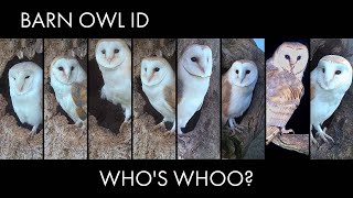 Identifying the Different Barn Owls on Live Whos Whoooo  Discover Wildlife  Robert E Fuller [upl. by Ahsok]