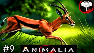 Run or Die  How Gazelle Survive in Wild Savannah Animalia survival gazelle gameplay [upl. by Down]