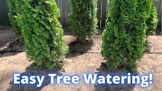 How to install drip irrigation for arborvitae trees [upl. by Anelrats172]