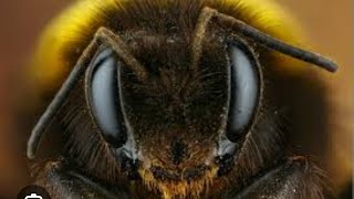 в эфире INSECTS ZOO BEES BUMBLEBEES WASPS BEETLES BUGS MANTIS ALIVE entomology энтомология [upl. by Eolhc]