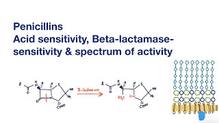 Penicillins Acid sensitivity Betalactamase sensitivity and spectrum of activity [upl. by Jacenta]