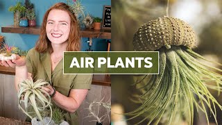 Air Plants Tillandsia 101  Care Tips amp Fun Facts [upl. by Tibbs955]