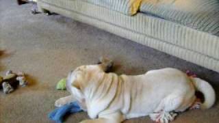 4 Month old Shar Pei quotMoquot at play [upl. by Idnem205]