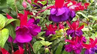 Fuchsia Pruning and Care Tips [upl. by Puiia]