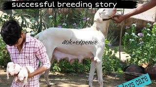 my successfully dog breeding story [upl. by Hendon199]