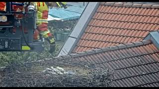 MainburgD UPDATE The 2 chicks left in the nest also died 20240601 [upl. by Fleurette]