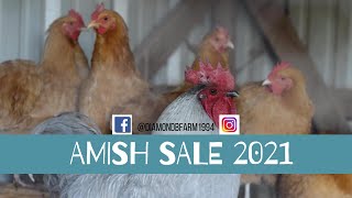 Amish Mennonite Auction in Scottsville KY 2021 First Chicken Consignment [upl. by Pelag830]